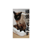 ぐりのスタンプ♡（個別スタンプ：6）