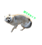 雑種犬飼い犬3（個別スタンプ：1）