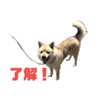 雑種犬飼い犬3（個別スタンプ：2）
