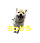 雑種犬飼い犬3（個別スタンプ：3）