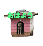 雑種犬飼い犬3（個別スタンプ：4）
