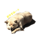 雑種犬飼い犬3（個別スタンプ：6）