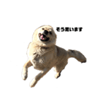 雑種犬飼い犬3（個別スタンプ：7）