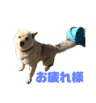 雑種犬飼い犬3（個別スタンプ：8）