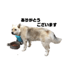 雑種犬飼い犬3（個別スタンプ：9）