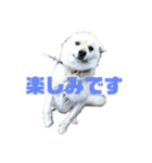 雑種犬飼い犬3（個別スタンプ：10）