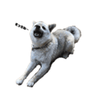 雑種犬飼い犬3（個別スタンプ：11）