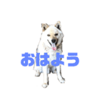 雑種犬飼い犬3（個別スタンプ：12）