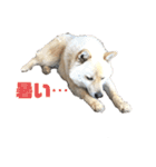 雑種犬飼い犬3（個別スタンプ：13）