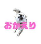 雑種犬飼い犬3（個別スタンプ：14）