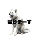 雑種犬飼い犬3（個別スタンプ：15）