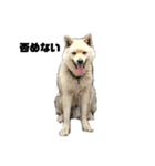 雑種犬飼い犬3（個別スタンプ：18）