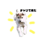 雑種犬飼い犬3（個別スタンプ：19）