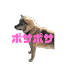 雑種犬飼い犬3（個別スタンプ：21）