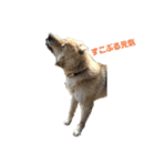 雑種犬飼い犬3（個別スタンプ：22）
