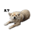 雑種犬飼い犬3（個別スタンプ：23）
