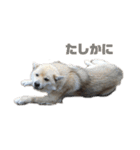 雑種犬飼い犬3（個別スタンプ：24）