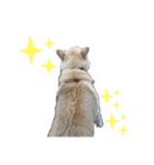 雑種犬飼い犬3（個別スタンプ：26）