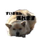 雑種犬飼い犬3（個別スタンプ：28）