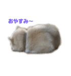 雑種犬飼い犬3（個別スタンプ：29）