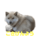 雑種犬飼い犬3（個別スタンプ：30）