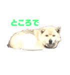雑種犬飼い犬3（個別スタンプ：32）