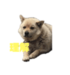 雑種犬飼い犬3（個別スタンプ：35）