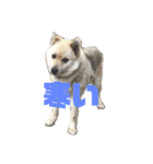 雑種犬飼い犬3（個別スタンプ：36）