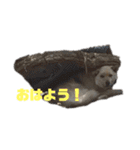 雑種犬飼い犬3（個別スタンプ：37）