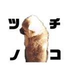 雑種犬飼い犬3（個別スタンプ：38）
