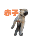雑種犬飼い犬3（個別スタンプ：40）