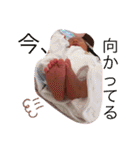 ハルヒ(o^^o)（個別スタンプ：14）