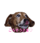 うちのぶん太（個別スタンプ：8）