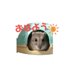はむちゃんかわいいスタンプ3（個別スタンプ：2）