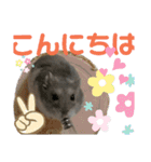 はむちゃんかわいいスタンプ3（個別スタンプ：3）