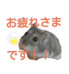 はむちゃんかわいいスタンプ3（個別スタンプ：8）
