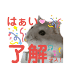 はむちゃんかわいいスタンプ3（個別スタンプ：11）