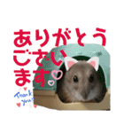 はむちゃんかわいいスタンプ3（個別スタンプ：13）