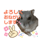 はむちゃんかわいいスタンプ3（個別スタンプ：18）