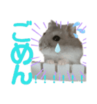 はむちゃんかわいいスタンプ3（個別スタンプ：21）
