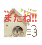 はむちゃんかわいいスタンプ3（個別スタンプ：24）