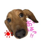 L.Nオリジナルスタンプ（個別スタンプ：1）