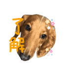 L.Nオリジナルスタンプ（個別スタンプ：3）