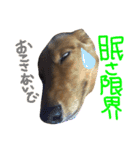 L.Nオリジナルスタンプ（個別スタンプ：9）