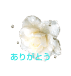 Pearl Rose（個別スタンプ：1）