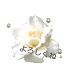 Pearl Rose（個別スタンプ：5）