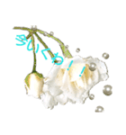 Pearl Rose（個別スタンプ：14）