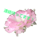 Pearl Rose（個別スタンプ：16）