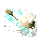 Pearl Rose（個別スタンプ：19）
