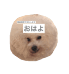 私たちははな＆まるです（個別スタンプ：3）